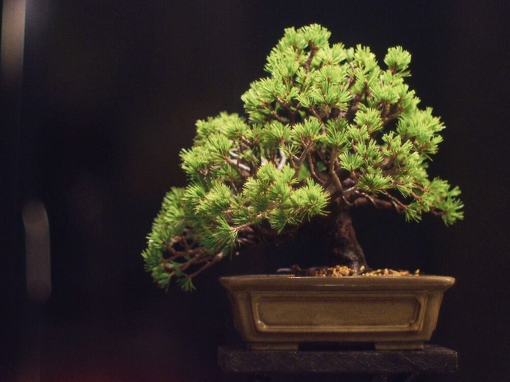 冬の盆栽フォトコン