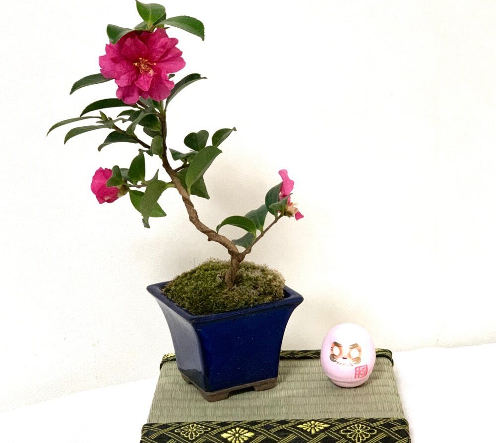 冬の盆栽フォトコン