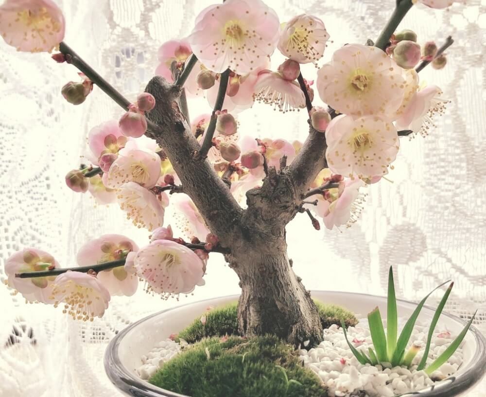 冬の盆栽フォトコン