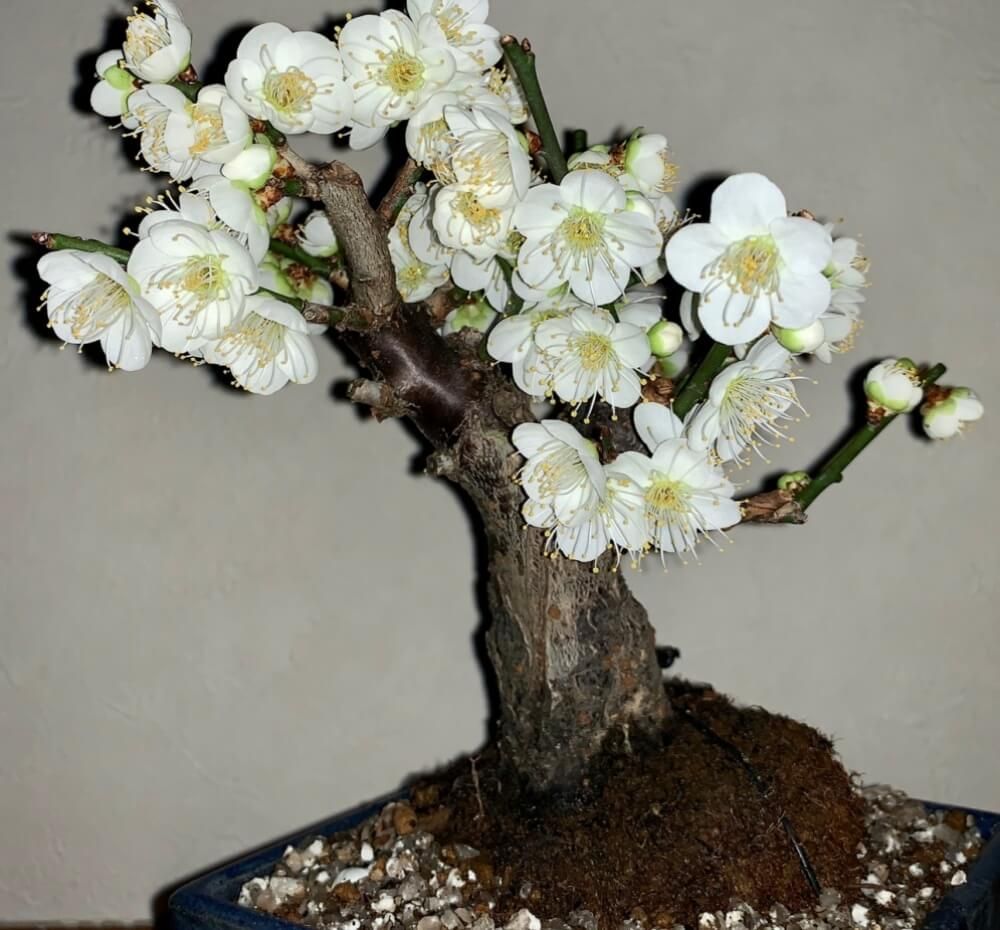 冬の盆栽フォトコン