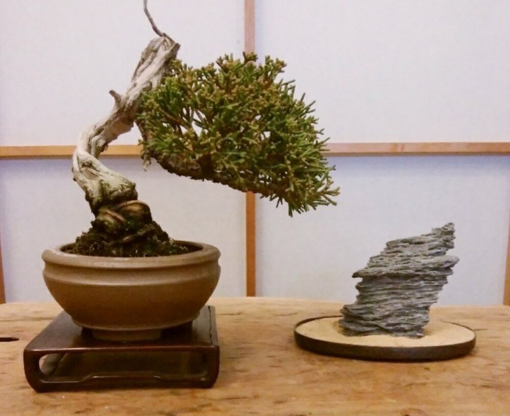 冬の盆栽フォトコン