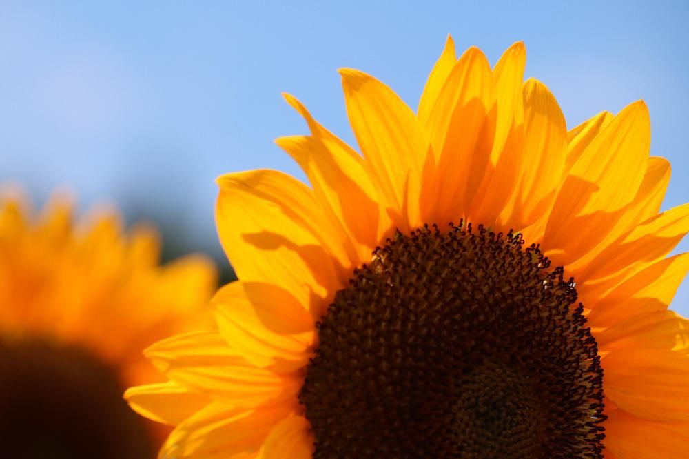 サンリッチオレンジ