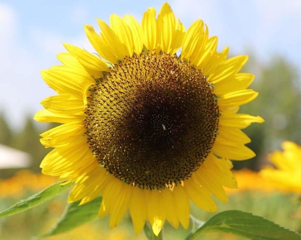 サンリッチレモン