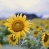 エーデルワイスの花言葉 種類や怖い意味はある 日本でも花は見られる Greensnap グリーンスナップ