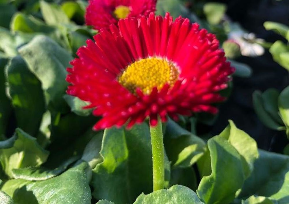 赤色のデイジー