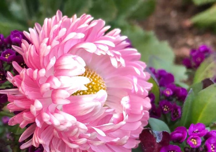 デイジー 雛菊 の花言葉 色別の意味や花の種類 咲き方は Greensnap グリーンスナップ