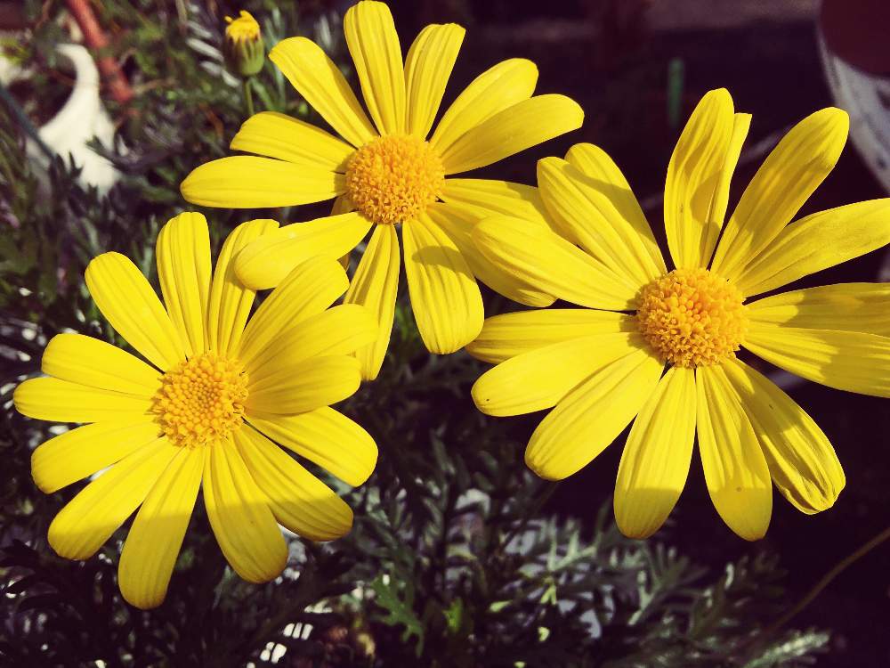 デイジー 雛菊 の花言葉 種類や特徴 代表的な花言葉は Greensnap グリーンスナップ