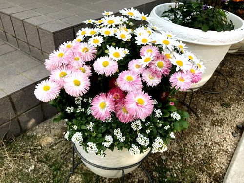 国花 を学ぼう 日本は桜と菊どっち 世界の国花はなに Greensnap グリーンスナップ