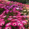 デイジー(雛菊)の花言葉｜花が咲く季節はいつ？種類・色によって意味が違う？の画像