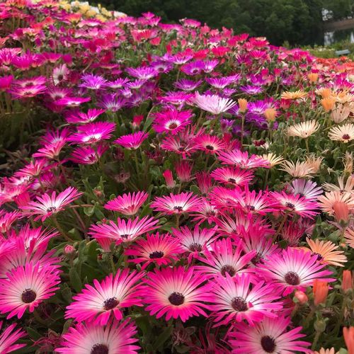 デイジー 雛菊 の花言葉 色別の意味や花の種類 咲き方は Greensnap グリーンスナップ