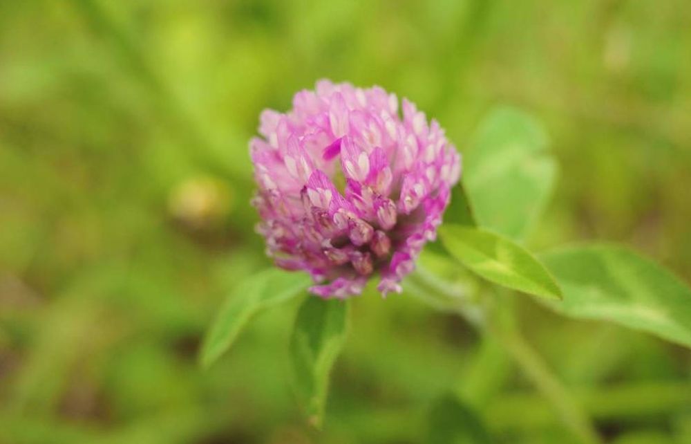 ムラサキツメクサ