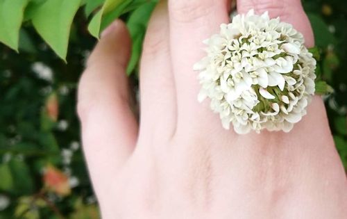 クローバー シロツメクサ の花言葉 葉の枚数によって幸せにも怖い意味にもなる Greensnap グリーンスナップ