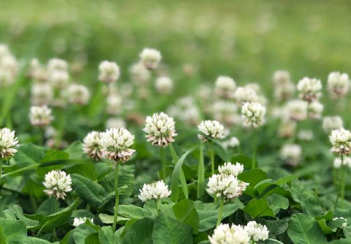 クローバー(シロツメクサ)の花言葉｜葉の枚数によって幸せにも怖い意味にもなる？