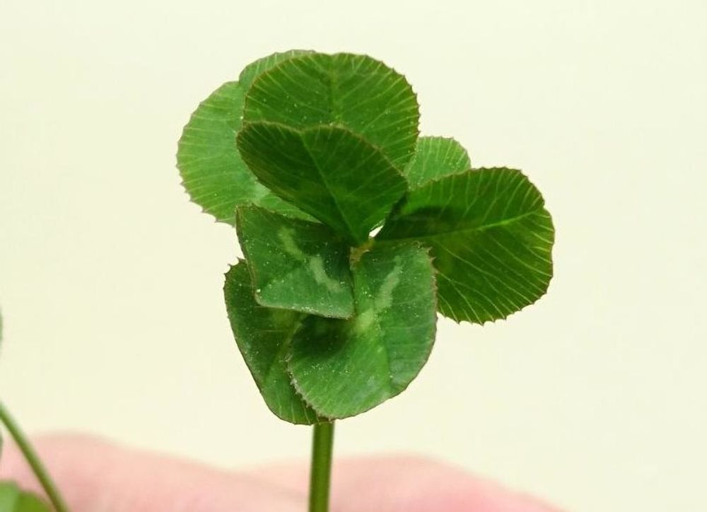 八つ葉のクローバー