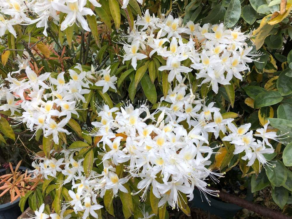 ツツジ　白い花