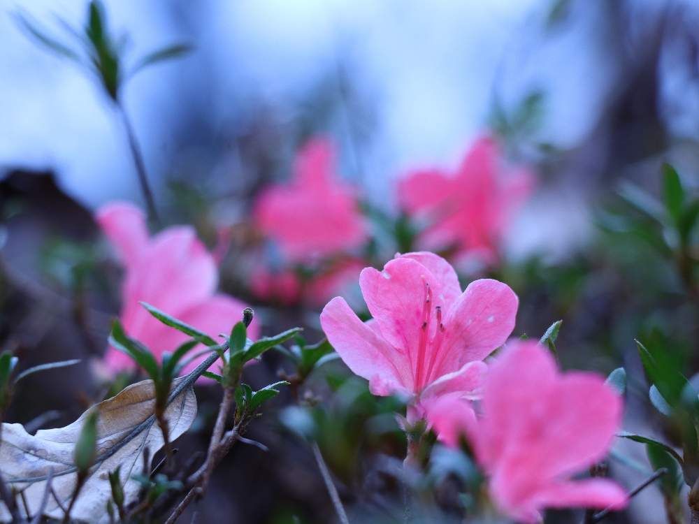 ツツジ　ピンク色の花