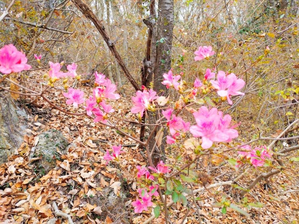 ツツジ　ピンク色の花　山地