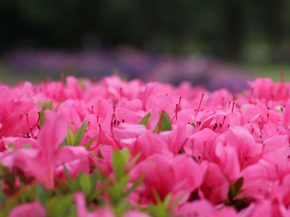 ピンク色のサツキ　花畑