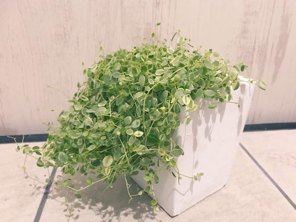 匍匐性のペペロミア