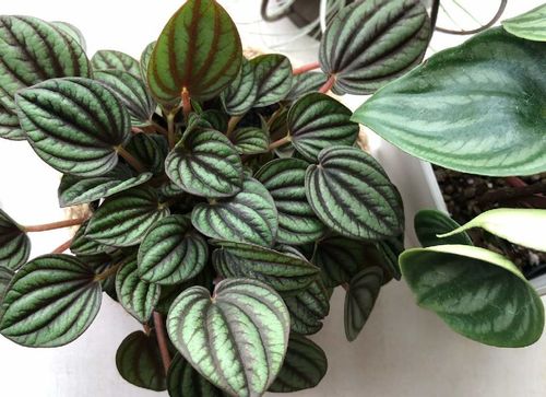 ペペロミアの花言葉 意味や特徴 風水効果は Greensnap グリーンスナップ