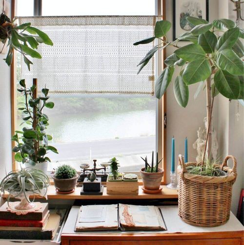 寝室におすすめの観葉植物8選 置き場所や方角で風水効果も Greensnap グリーンスナップ