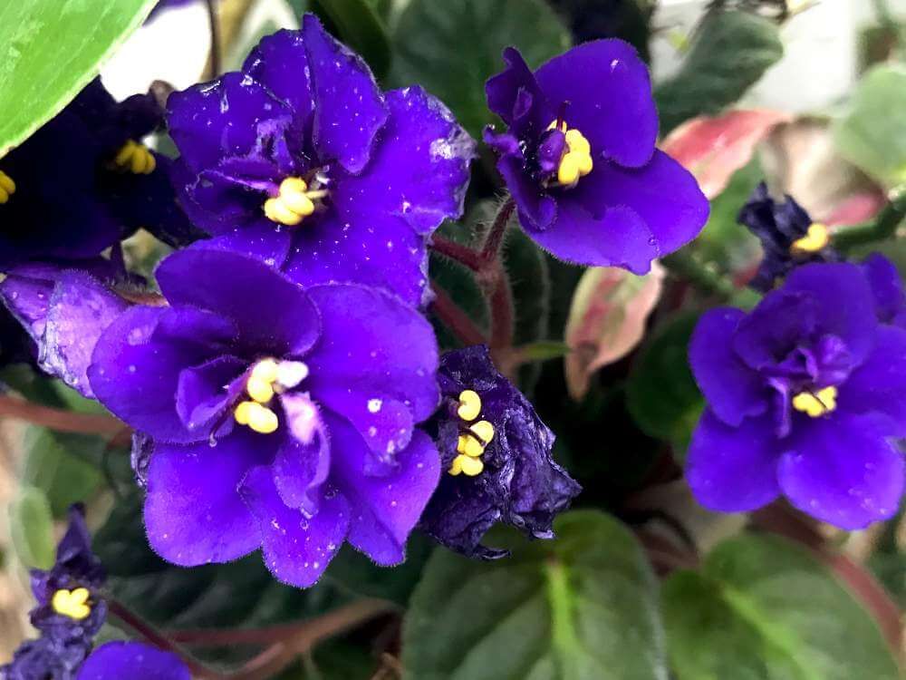 セントポーリア by ぽん