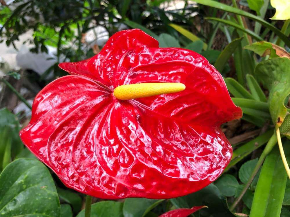 アンスリューム by とーもー