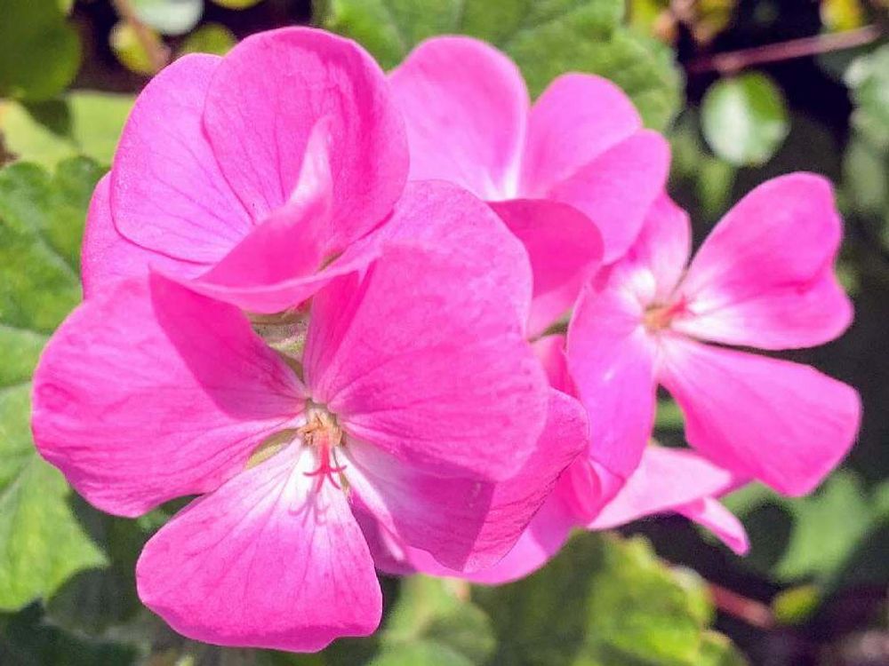 ゼラニウム　ピンク色の花