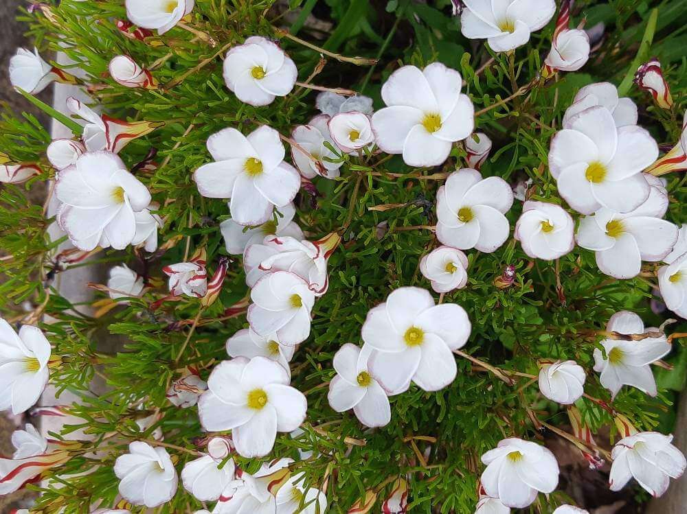 オキザリス by キュリオス