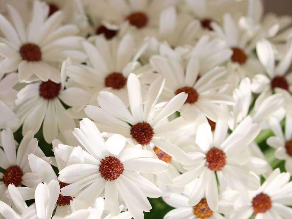 サイネリア by koichi