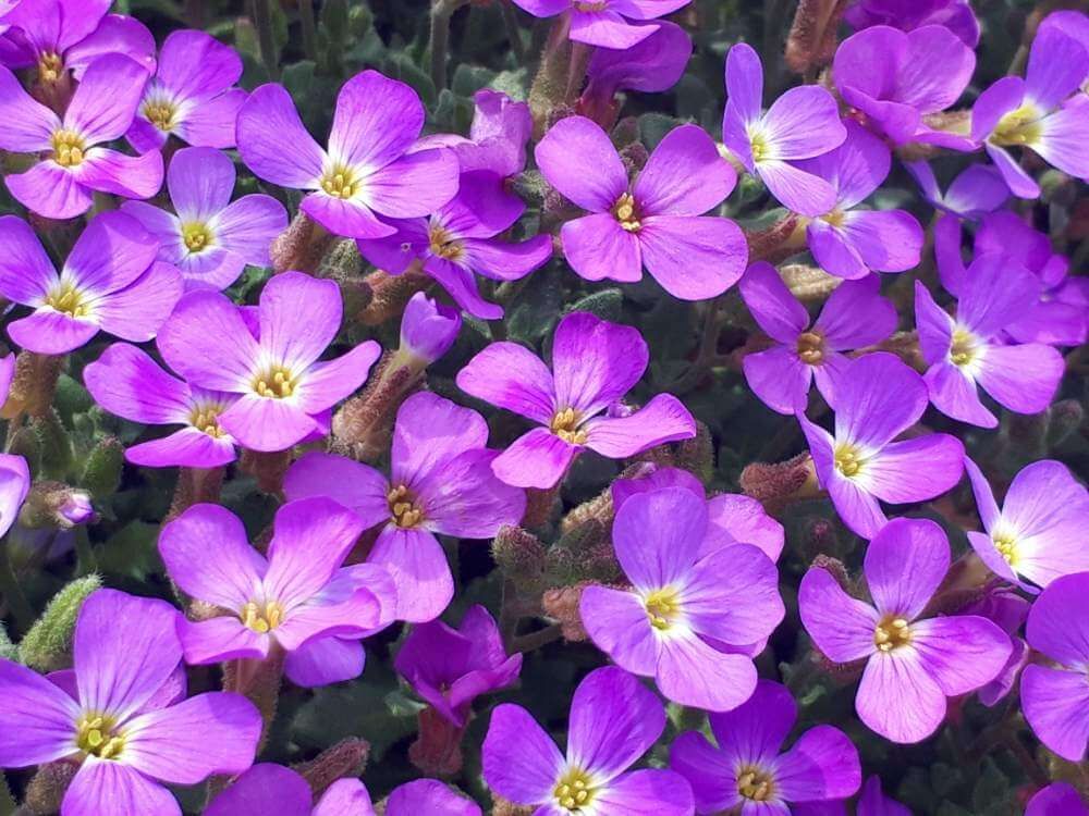 バージニアストック by masako