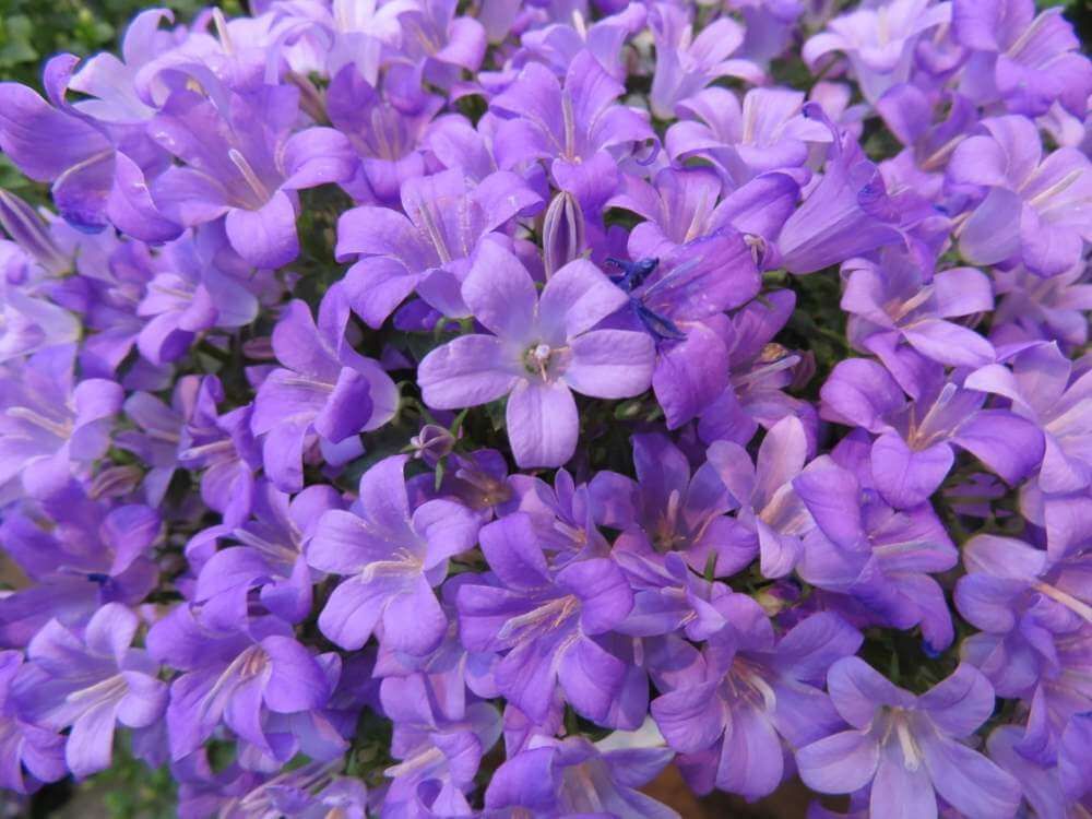 カンパニュラ by ゆーちゃん