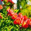 アルストロメリアの花言葉｜色別の意味や花の種類は？花束におすすめ？の画像