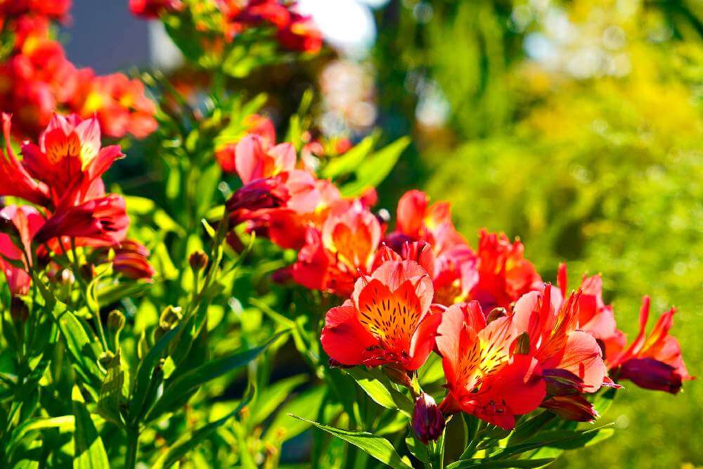 アルストロメリアの花言葉 色別の意味や花の種類は 花束におすすめ Greensnap グリーンスナップ