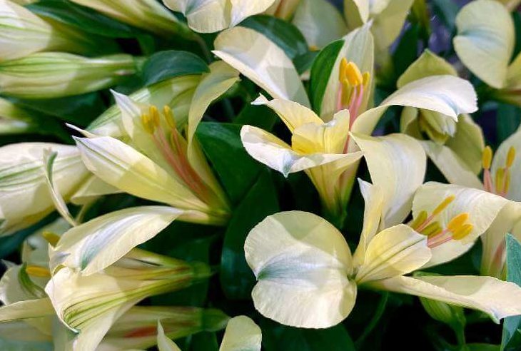 アルストロメリアの花言葉 色別の意味や花の種類は 花束におすすめ Greensnap グリーンスナップ