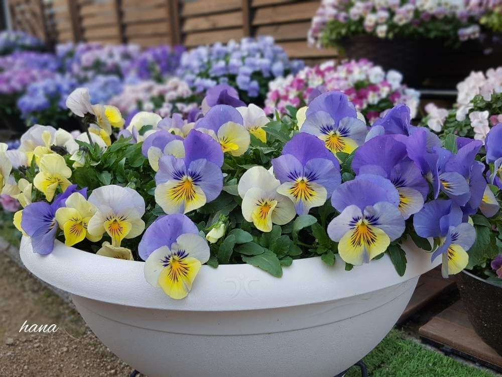 パンジー by はな