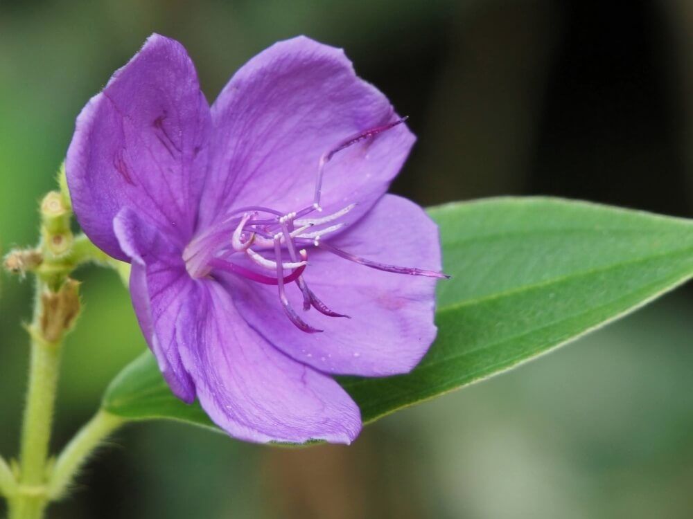 シコンノボタン