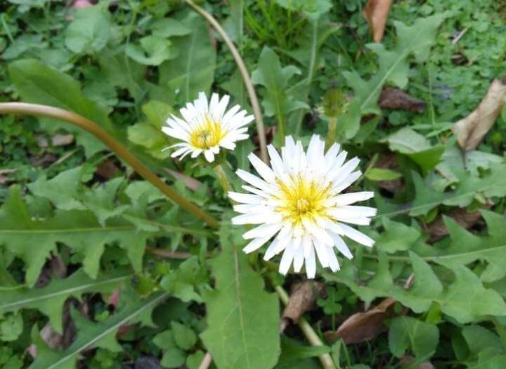 タンポポの花言葉 綿毛にも意味がある 種類や名前の由来は Greensnap グリーンスナップ