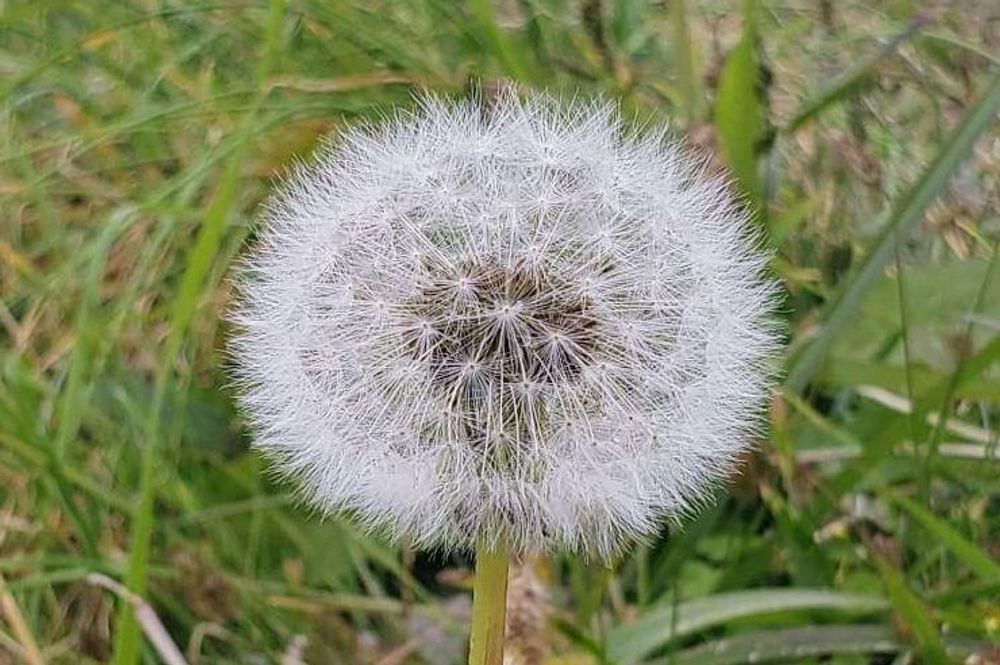 タンポポの綿毛