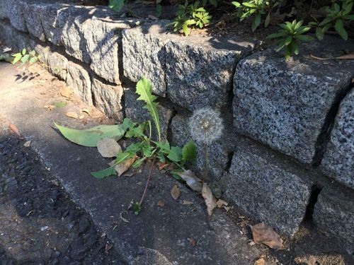 タンポポの花言葉 綿毛にも意味がある 名前の由来は Greensnap グリーンスナップ