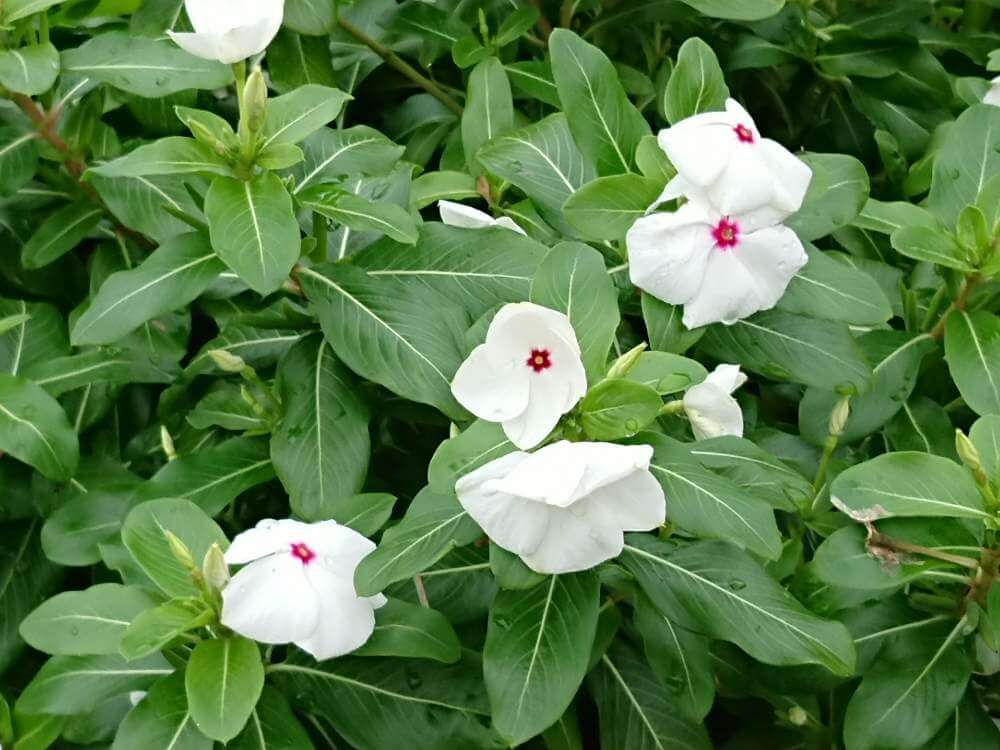 白いニチニチソウ