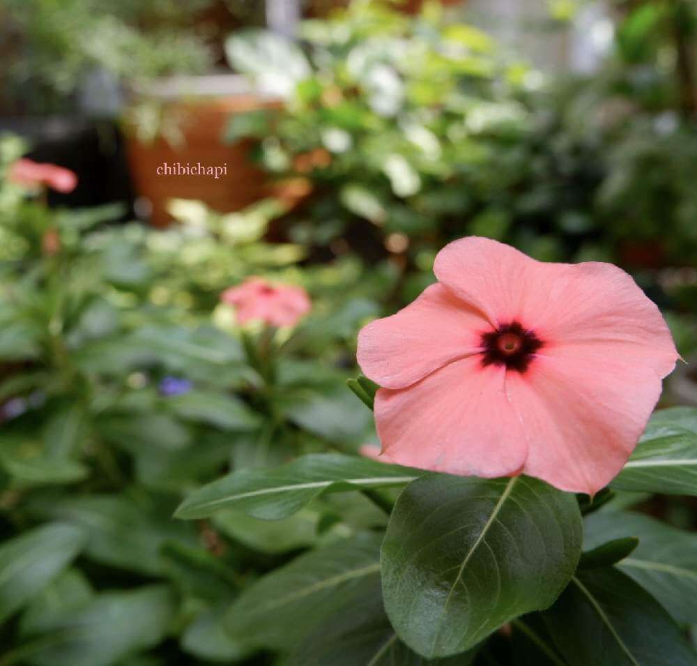 ピンク色のニチニチソウ