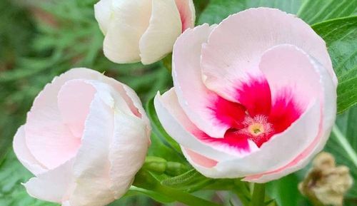 ニチニチソウの花言葉 前向きな意味がたくさん 色別の意味や種類は Greensnap グリーンスナップ