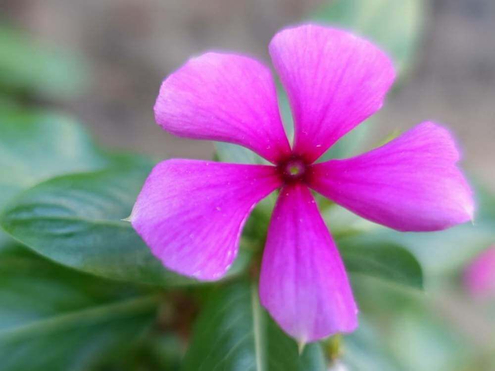 紫色のニチニチソウ