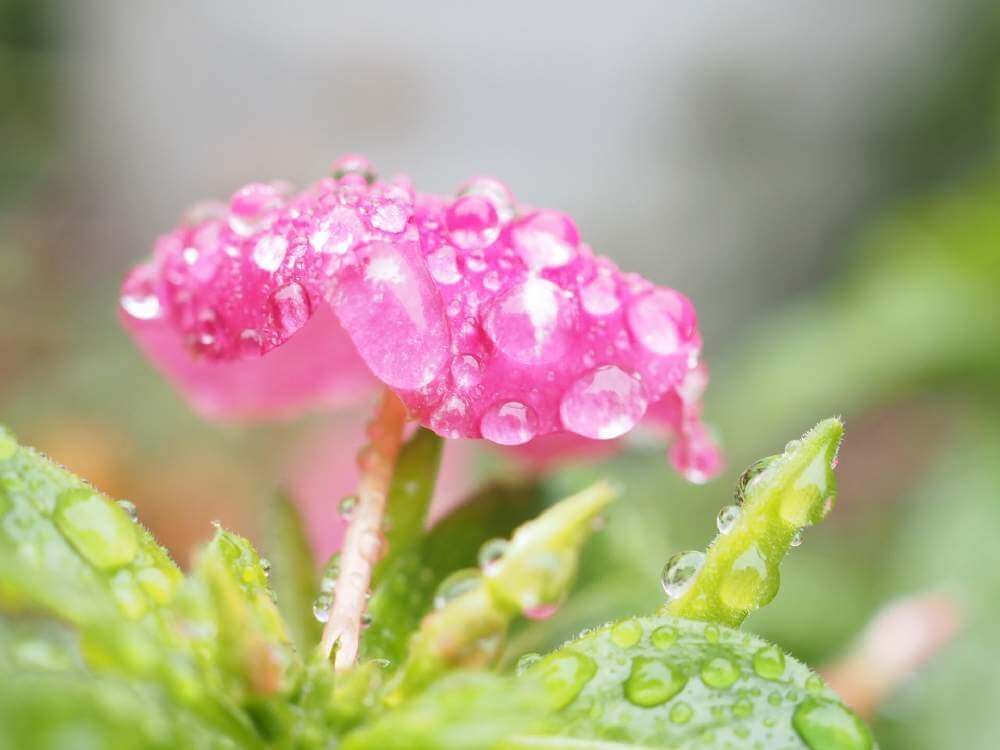 ピンク色のニチニチソウ