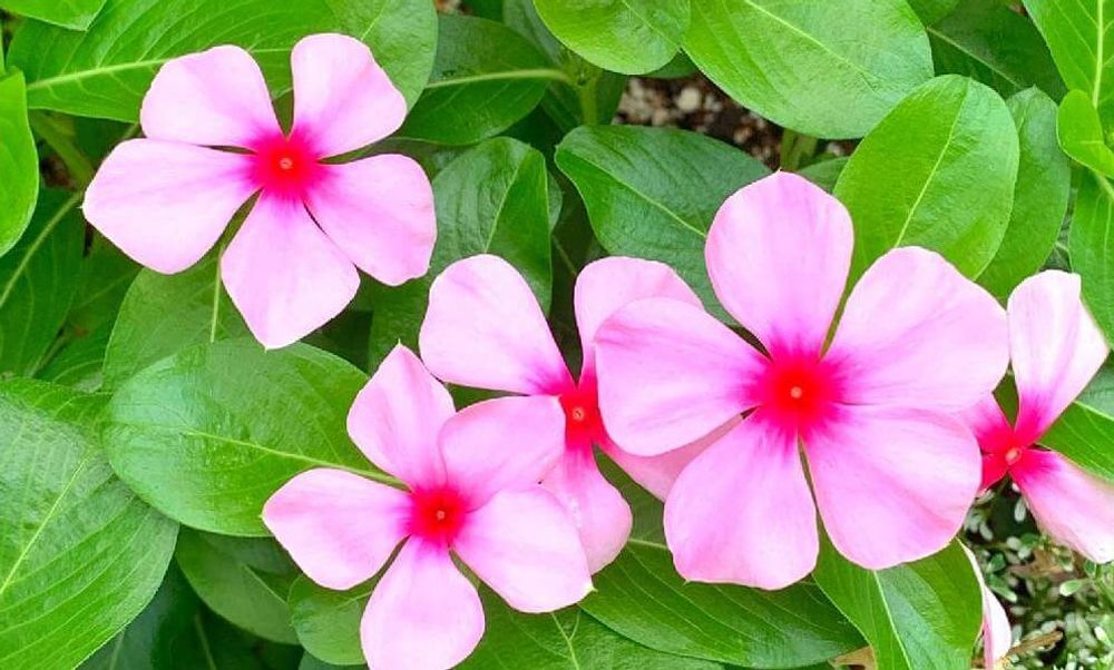 ピンク色のニチニチソウ