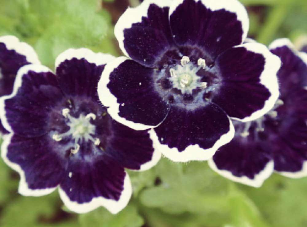 ペニーブラック