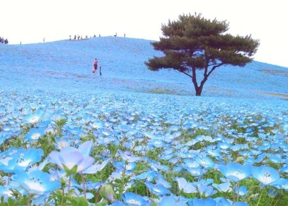 国営ひたち海浜公園