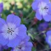 ネモフィラの花言葉｜怖い意味の由来となったギリシャ神話とは？和名や種類もご紹介！の画像