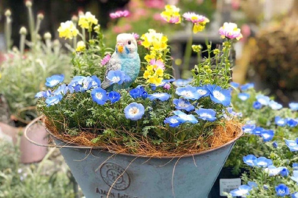 ネモフィラの寄せ植え